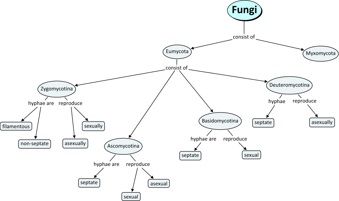 Fungi Classification How Does One Classify Fungi 